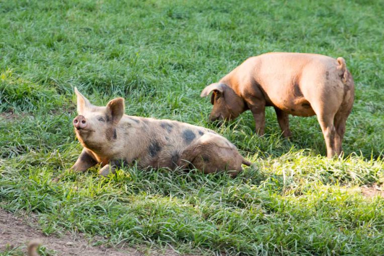 Weideschweine Lieritzhofen - Rezepte Blog - Ein Topf Heimat